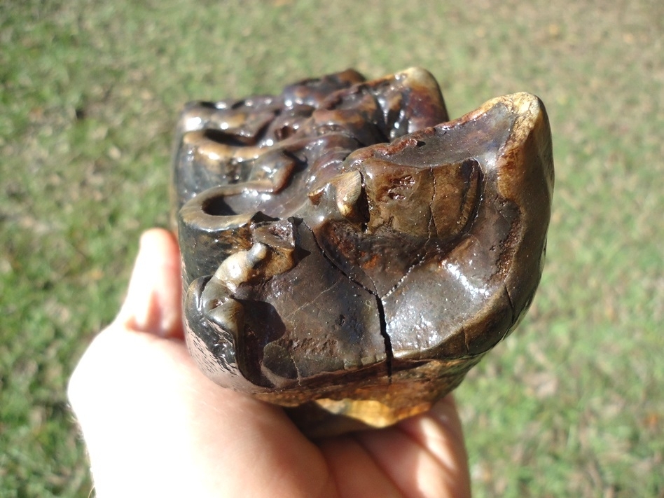 Large image 3 Beyond Rare North Florida Gomphothere Molar