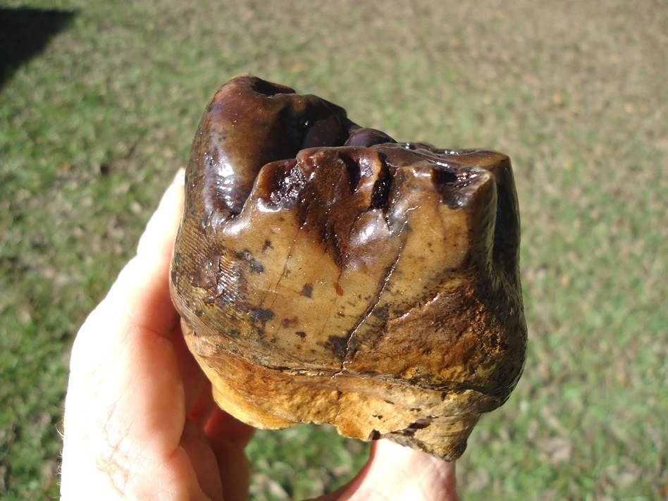Large image 4 Beyond Rare North Florida Gomphothere Molar