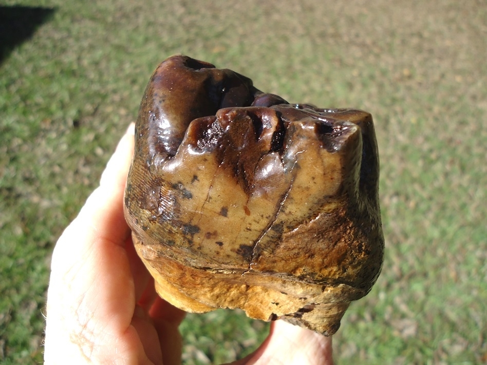 Large image 4 Beyond Rare North Florida Gomphothere Molar