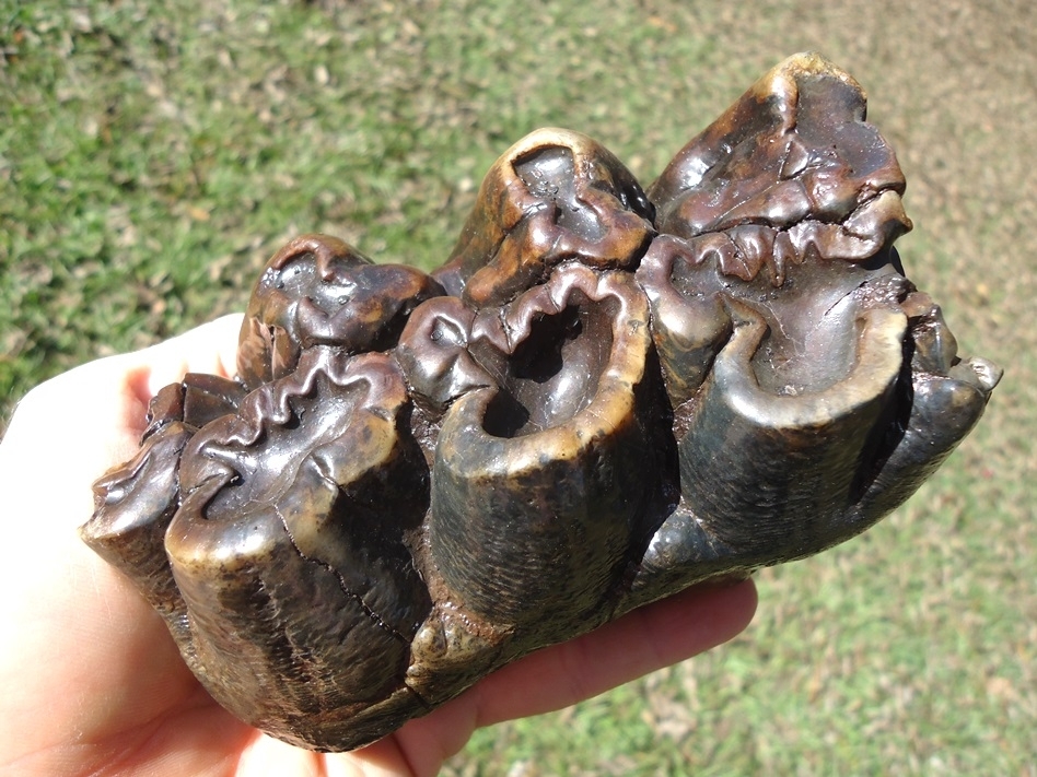 Large image 5 Beyond Rare North Florida Gomphothere Molar