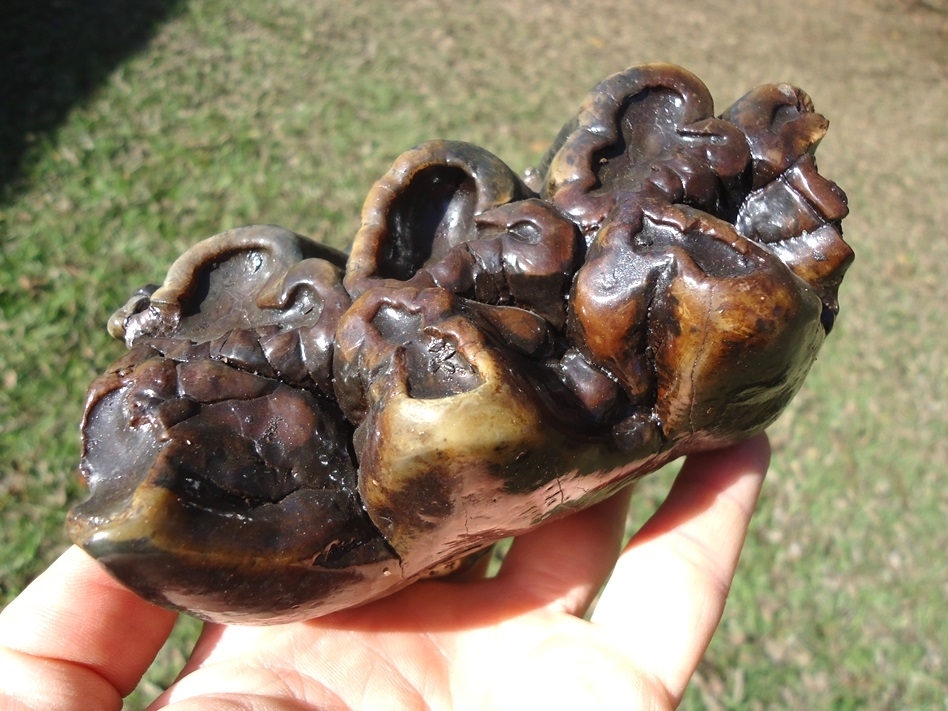 Large image 9 Beyond Rare North Florida Gomphothere Molar