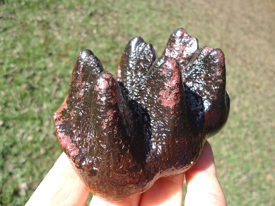 Large image 2 Museum Quality Pink Algae Mastodon Tooth Cap