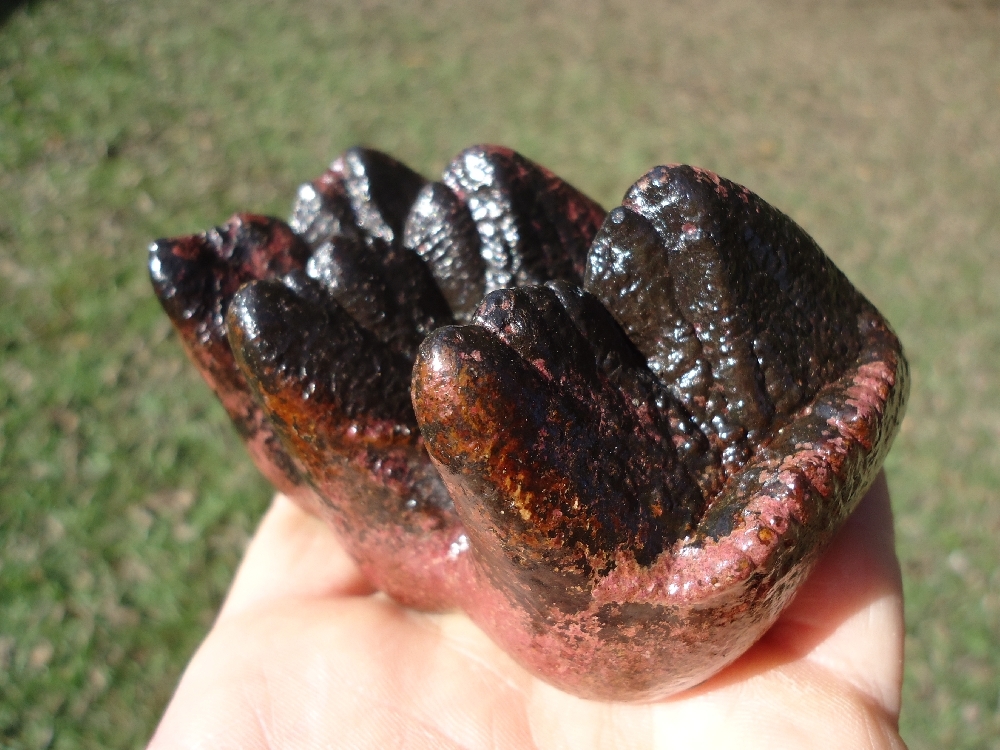 Large image 3 Museum Quality Pink Algae Mastodon Tooth Cap