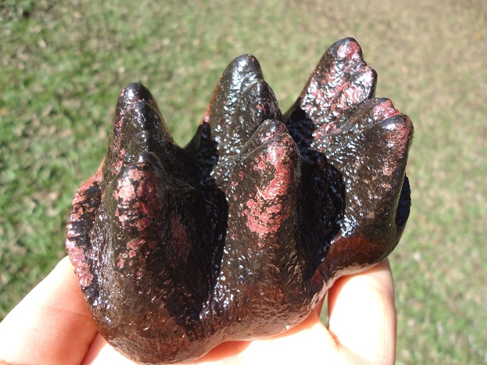 Large image 5 Museum Quality Pink Algae Mastodon Tooth Cap