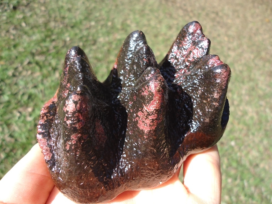 Large image 5 Museum Quality Pink Algae Mastodon Tooth Cap