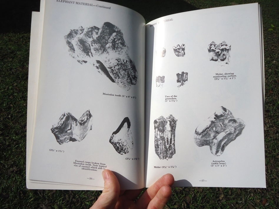 Large image 3 Fossil Vertebrates - Beach and Bank Collecting for Amateurs by M.C. Thomas