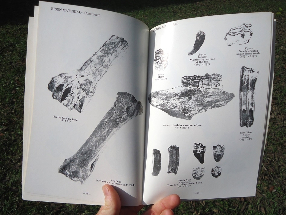 Large image 4 Fossil Vertebrates - Beach and Bank Collecting for Amateurs by M.C. Thomas