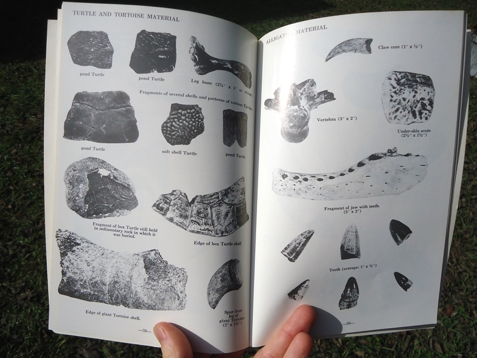 Large image 5 Fossil Vertebrates - Beach and Bank Collecting for Amateurs by M.C. Thomas