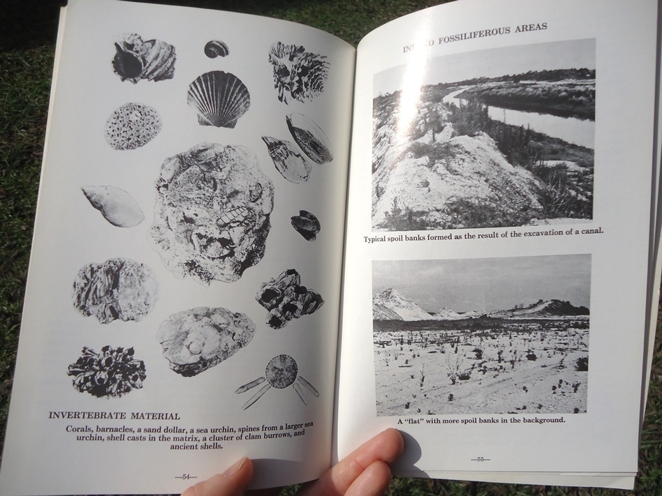 Large image 6 Fossil Vertebrates - Beach and Bank Collecting for Amateurs by M.C. Thomas