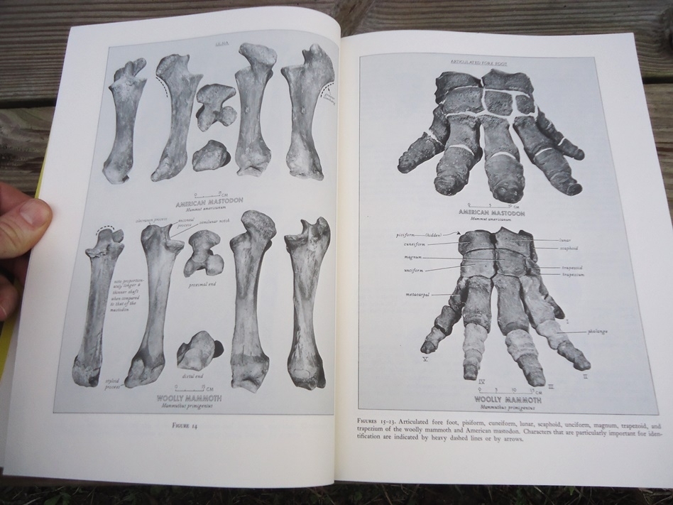 Large image 3 Osteology for the Archaeologist - Stanley J. Olsen