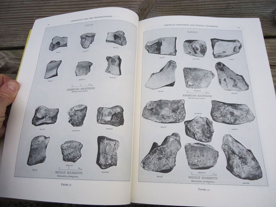 Large image 4 Osteology for the Archaeologist - Stanley J. Olsen