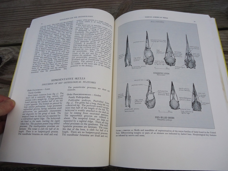 Large image 6 Osteology for the Archaeologist - Stanley J. Olsen