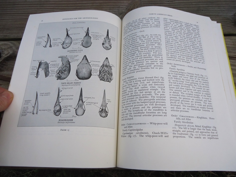 Large image 7 Osteology for the Archaeologist - Stanley J. Olsen