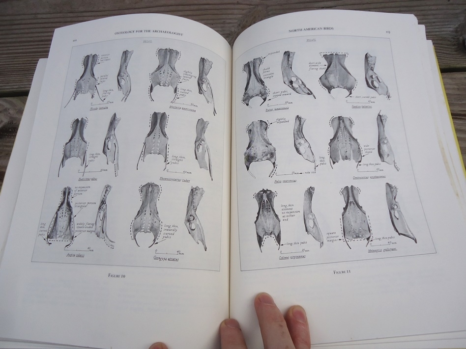 Large image 8 Osteology for the Archaeologist - Stanley J. Olsen