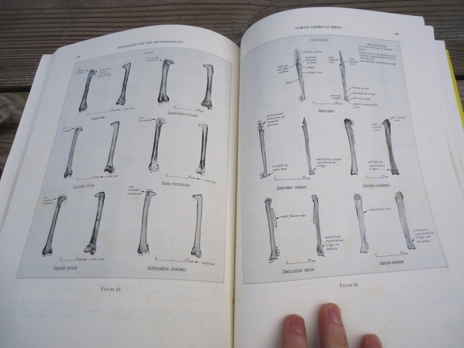 Large image 9 Osteology for the Archaeologist - Stanley J. Olsen