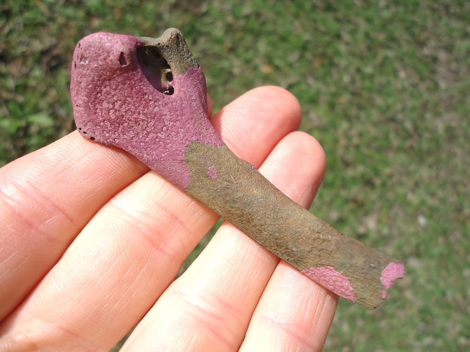 Large image 1 Unusual Raptor Scapula with Pink Algae Staining