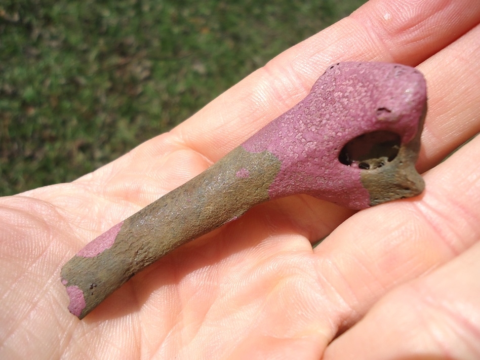 Large image 2 Unusual Raptor Scapula with Pink Algae Staining