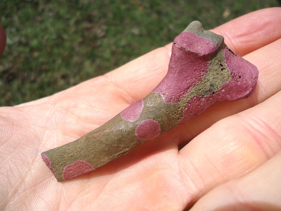 Large image 3 Unusual Raptor Scapula with Pink Algae Staining