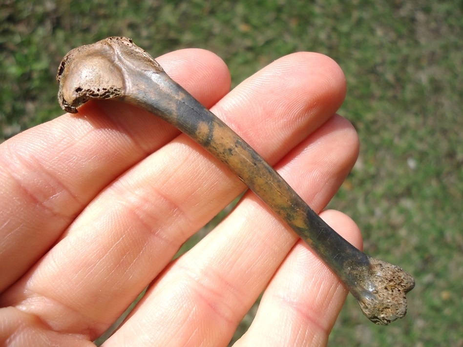 Large image 1 Shoveler Humerus with Attractive Mottled Patina