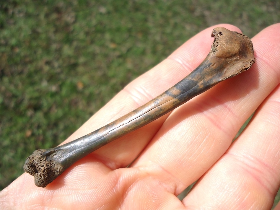 Large image 3 Shoveler Humerus with Attractive Mottled Patina