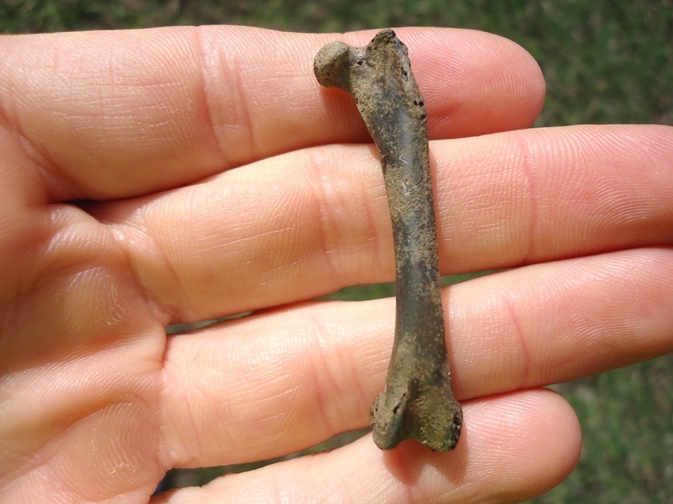 Large image 1 Choice Canvasback Femur