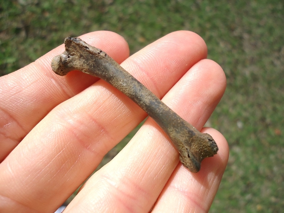 Large image 3 Choice Canvasback Femur