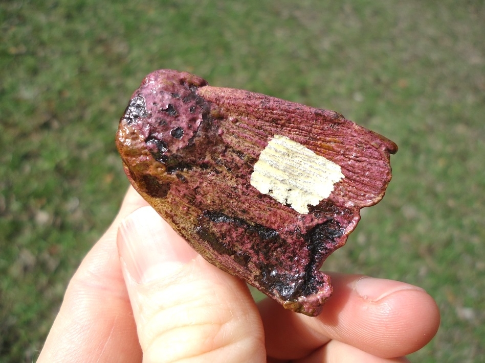 Large image 3 Unique Pink Algae Stained Juvenile Mammoth Tooth