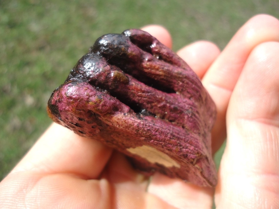 Large image 4 Unique Pink Algae Stained Juvenile Mammoth Tooth