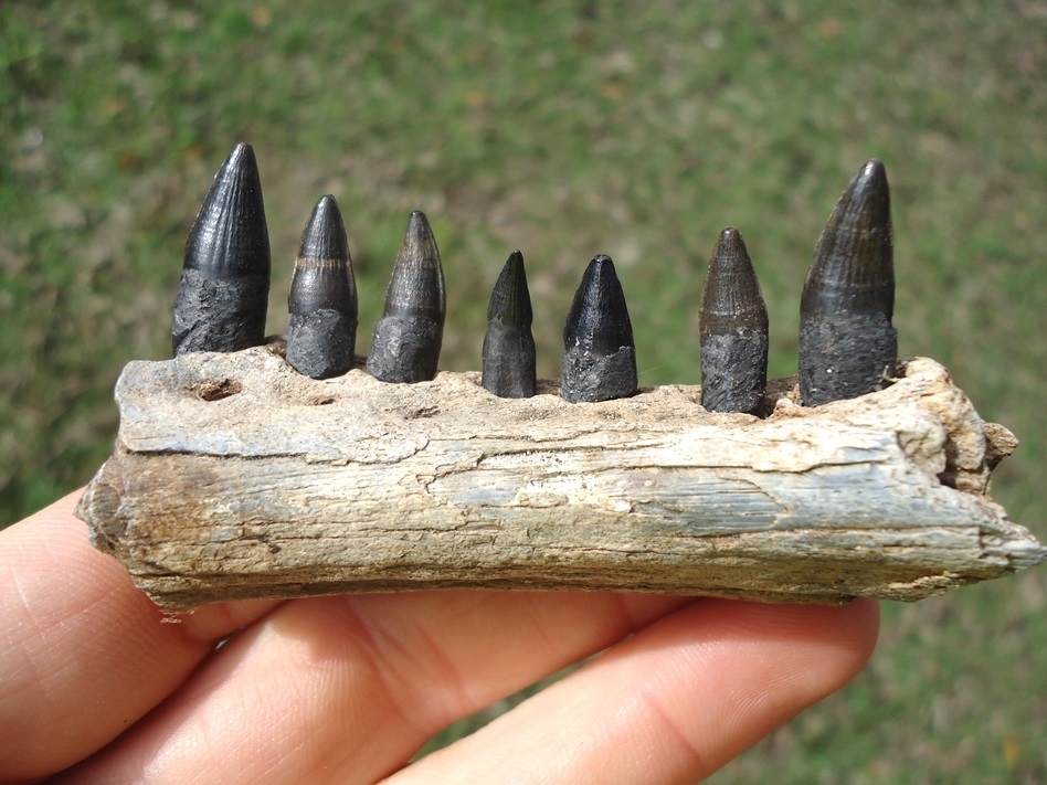 Large image 1 Alligator Mandible with Seven Teeth