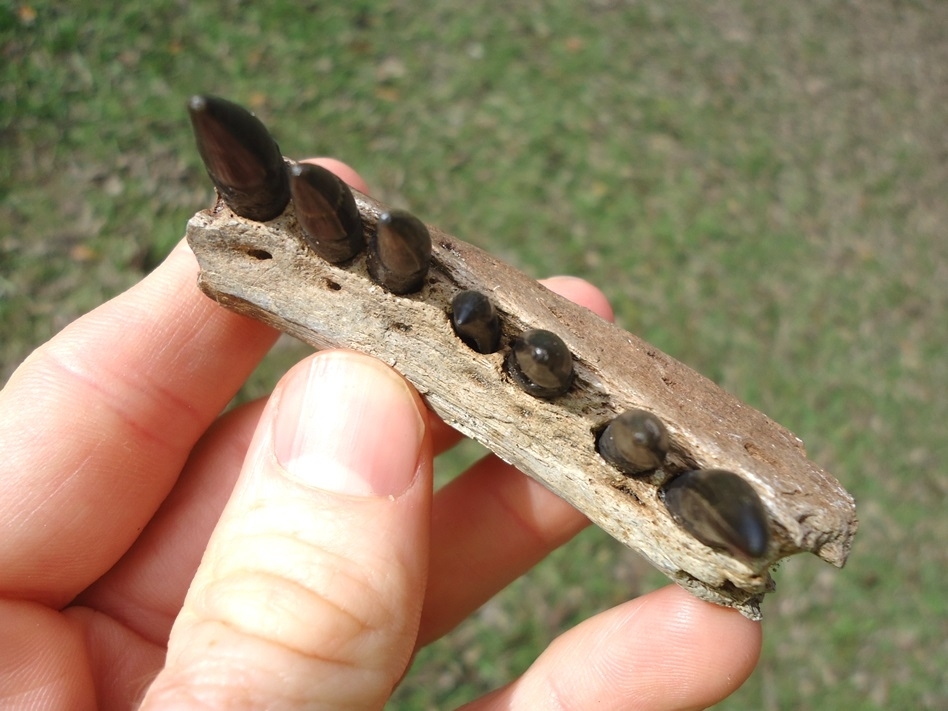 Large image 2 Alligator Mandible with Seven Teeth