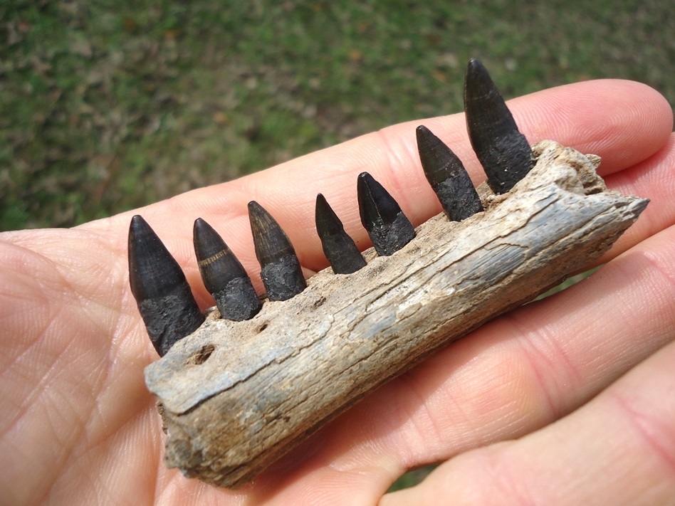 Large image 3 Alligator Mandible with Seven Teeth