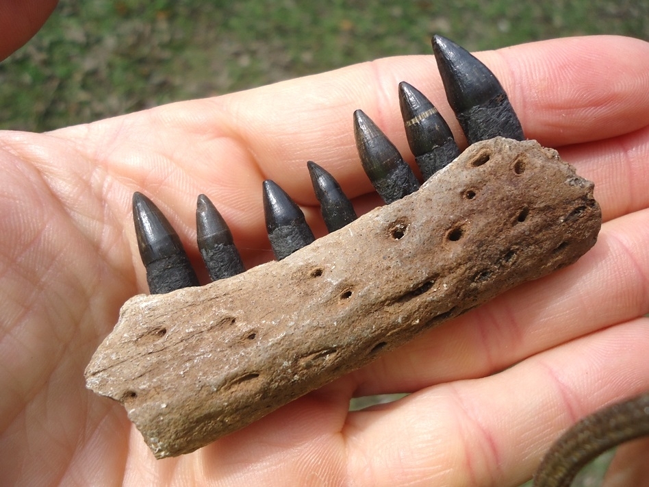 Large image 4 Alligator Mandible with Seven Teeth