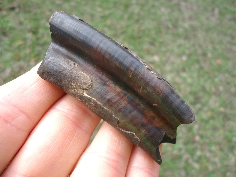 Large image 3 Top Quality Paramylodon Sloth Molar