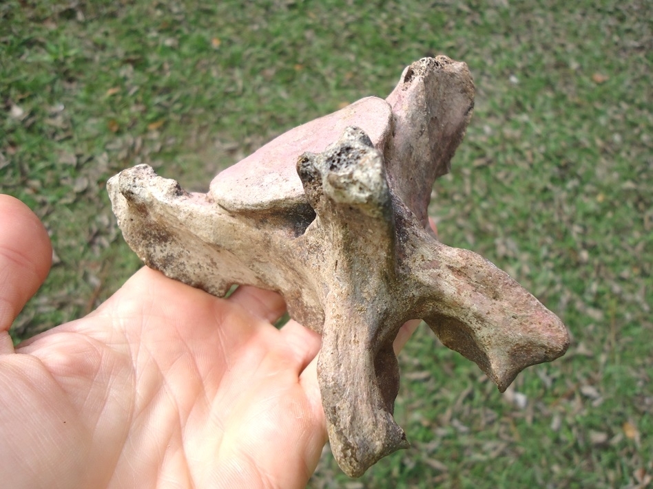 Large image 2 Paramylodon Sloth Vertebra with Pink Algae Staining