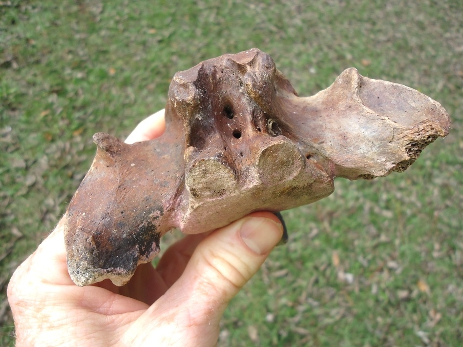 Large image 3 Paramylodon Sloth Vertebra with Pink Algae Staining