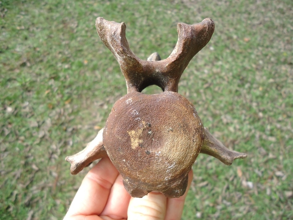 Large image 1 Paramylodon Sloth Vertebra with Pink Algae Staining