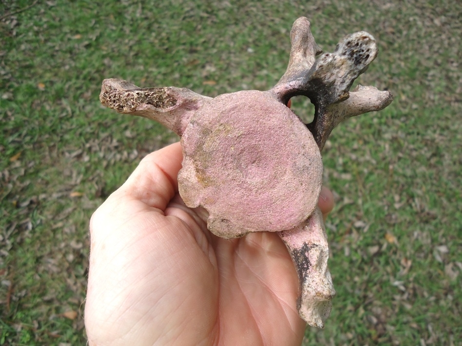 Large image 4 Paramylodon Sloth Vertebra with Pink Algae Staining