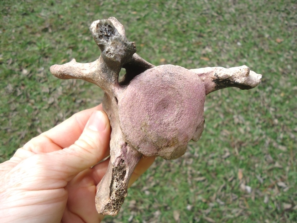 Large image 5 Paramylodon Sloth Vertebra with Pink Algae Staining