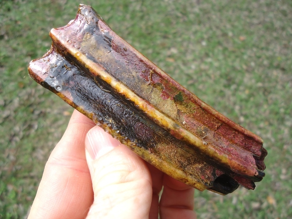 Large image 1 Beautiful Horse Upper Molar with Pink Algae Staining