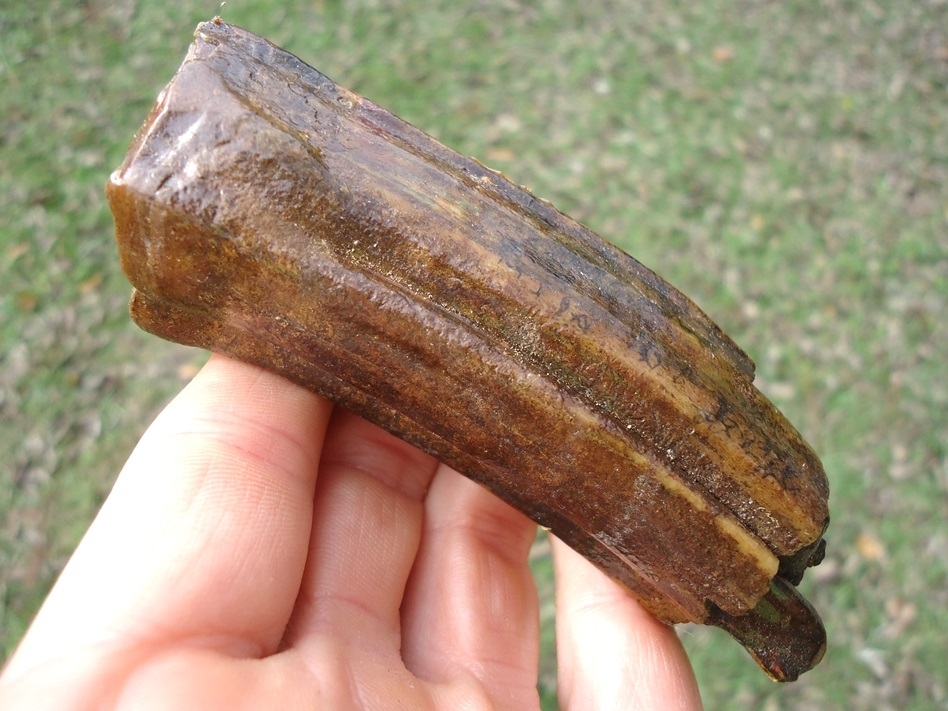 Large image 3 Beautiful Horse Upper Molar with Pink Algae Staining