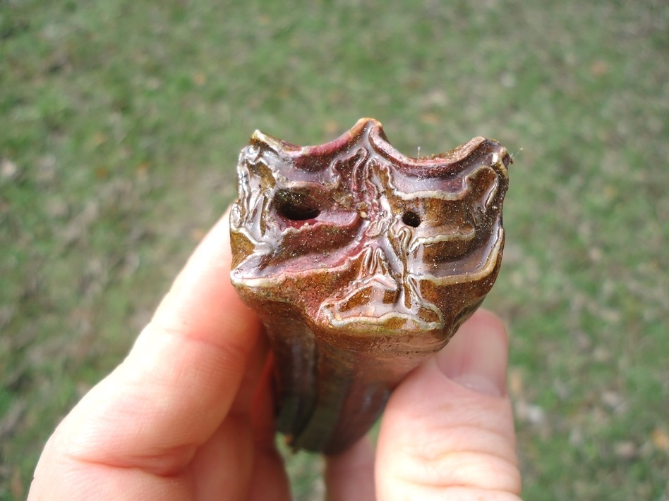 Large image 4 Beautiful Horse Upper Molar with Pink Algae Staining