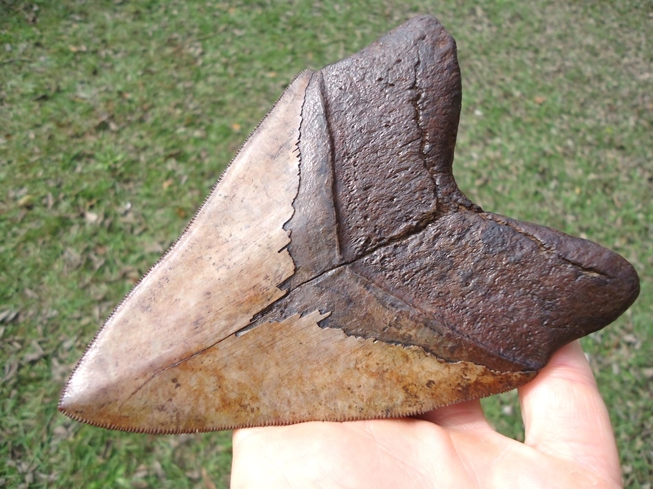 Large image 1 Gorgeous 5.23' Megalodon Shark Tooth