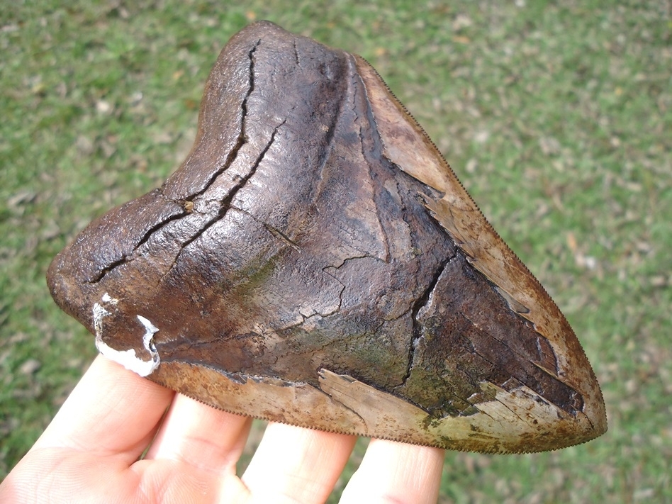 Large image 2 Gorgeous 5.23' Megalodon Shark Tooth