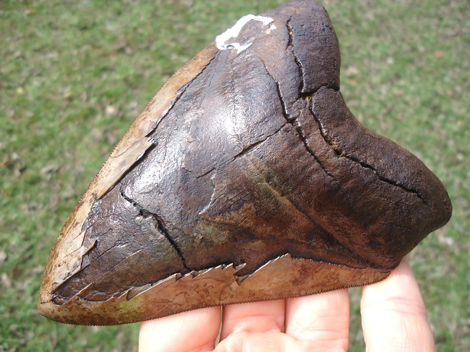 Large image 3 Gorgeous 5.23' Megalodon Shark Tooth