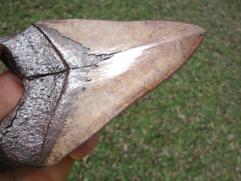 Large image 5 Gorgeous 5.23' Megalodon Shark Tooth