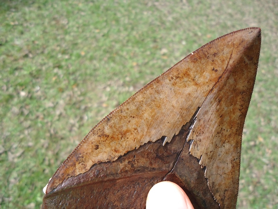 Large image 6 Gorgeous 5.23' Megalodon Shark Tooth