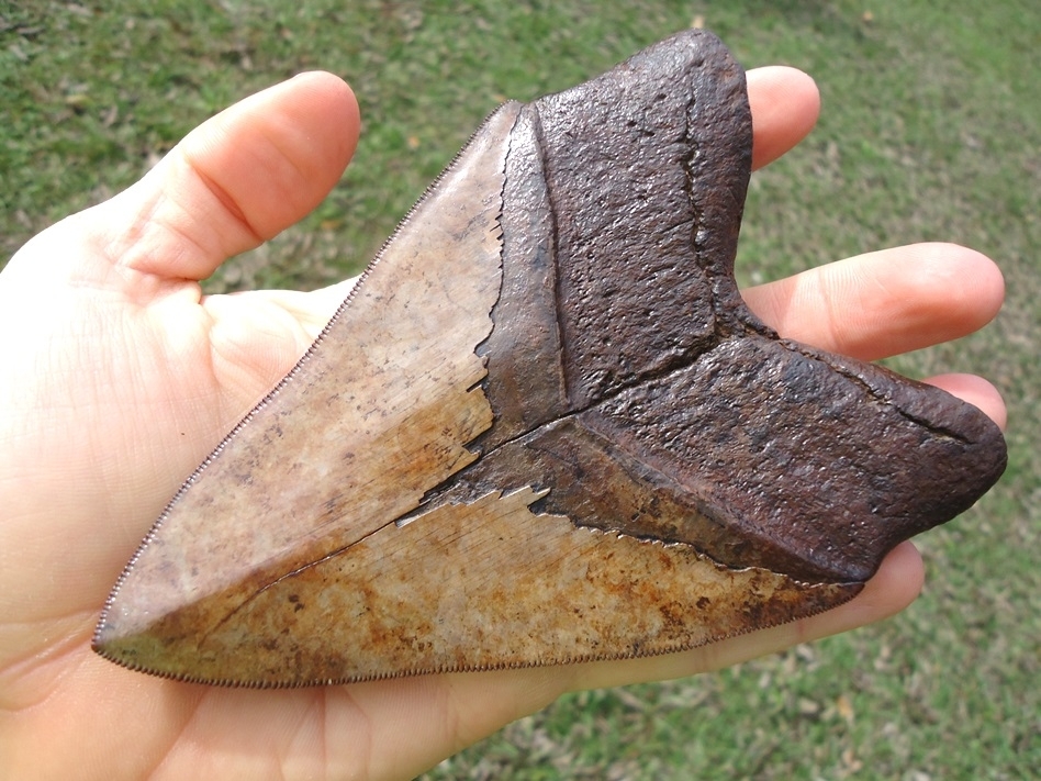 Large image 7 Gorgeous 5.23' Megalodon Shark Tooth