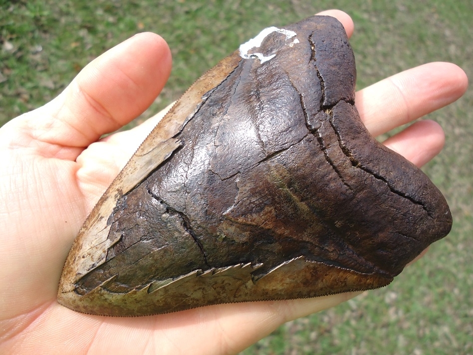 Large image 8 Gorgeous 5.23' Megalodon Shark Tooth