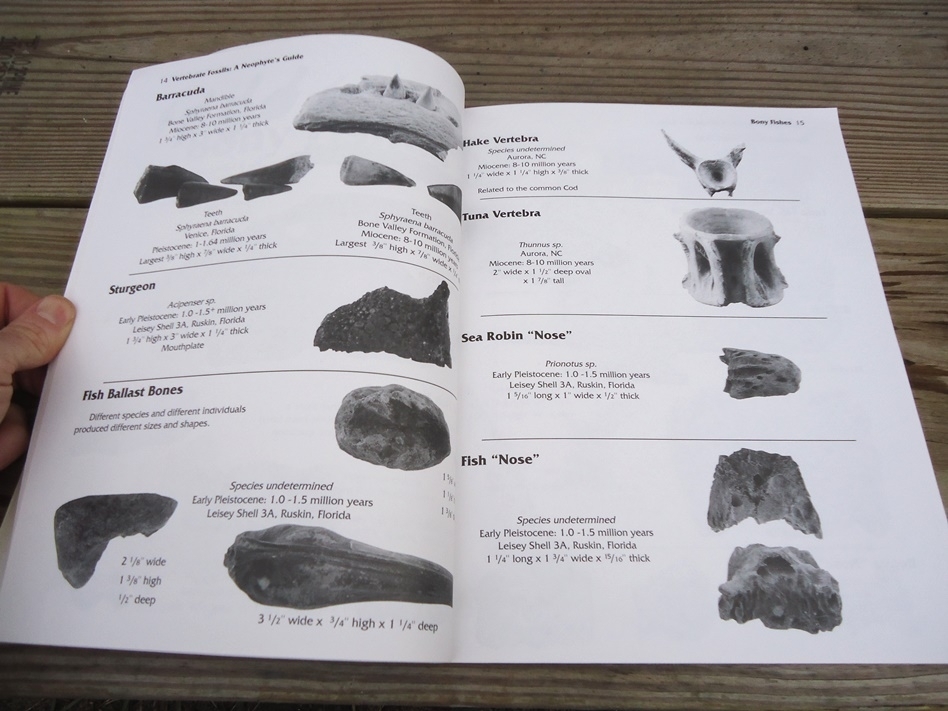 Large image 2 Vertebrate Fossils: A Neophyte's Guide by Frank Kocsis