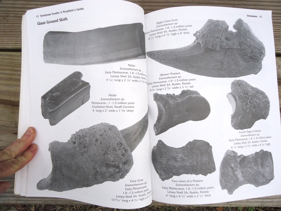 Large image 3 Vertebrate Fossils: A Neophyte's Guide by Frank Kocsis